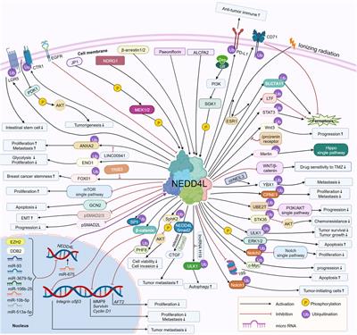 NEDD4L in human tumors: regulatory mechanisms and dual effects on anti-tumor and pro-tumor